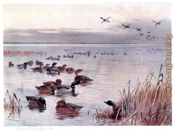 Mallard on the Lake at Sandringham painting - Archibald Thorburn Mallard on the Lake at Sandringham art painting